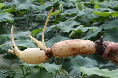 華逸府聯(lián)手湖北洪湖藕、江永芋頭，為您帶來健康原生態(tài)食材